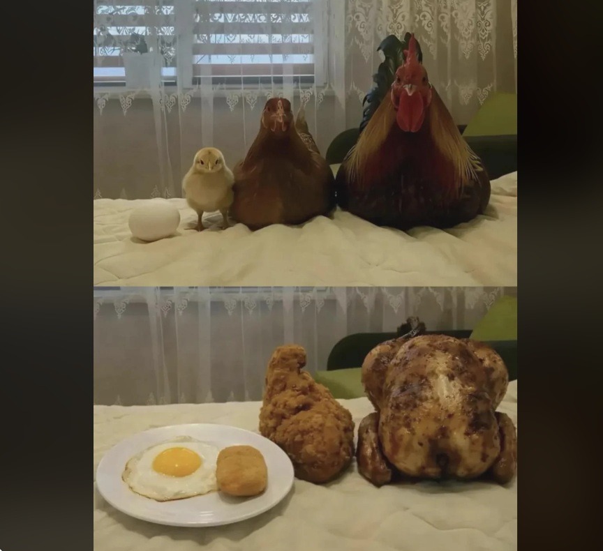 chikenegg.jpg