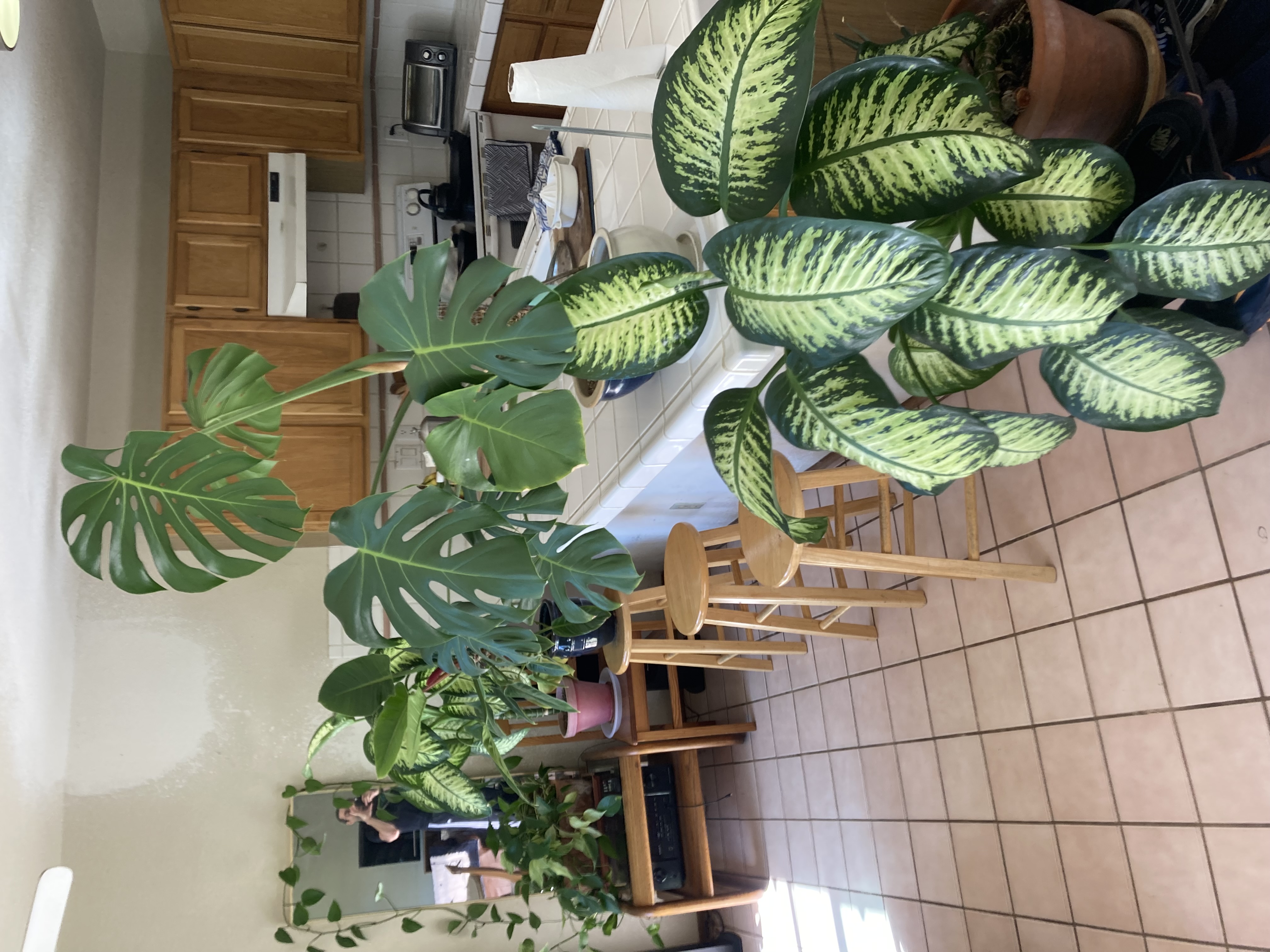 IMG_0713.jpeg