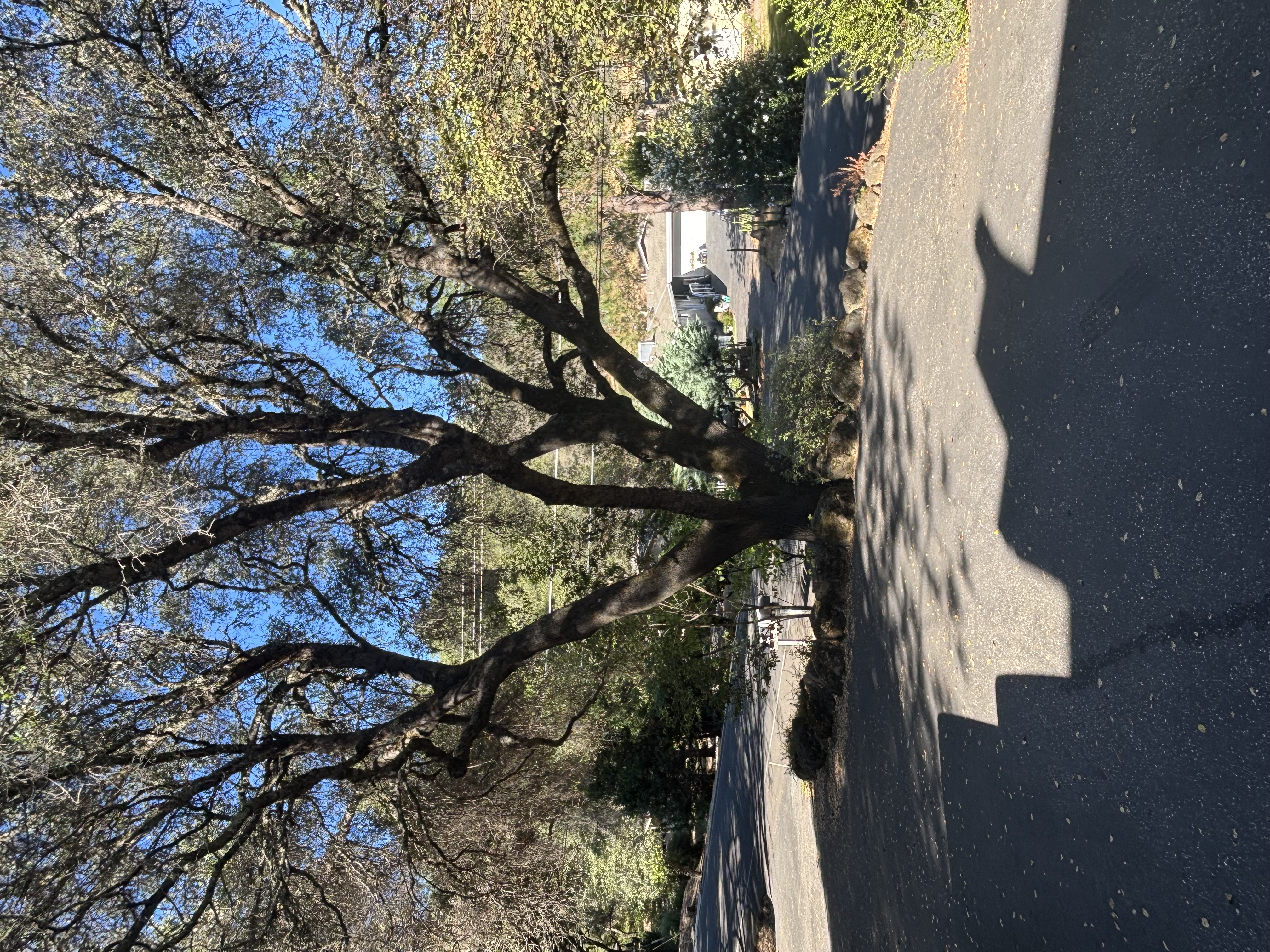 IMG_3612.jpeg