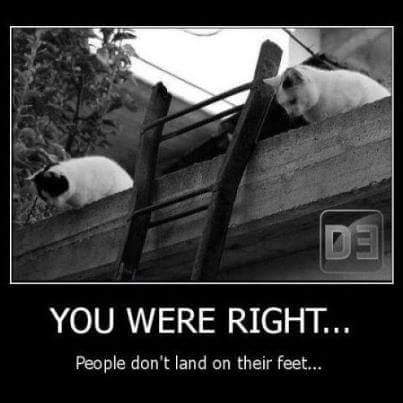 right_cat.jpg