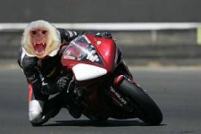 TrackMonkey2.jpg