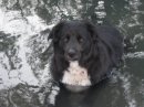 puppy.jpg