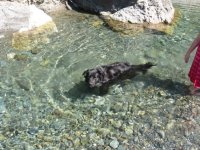 puppy3.jpg