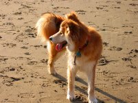 IMG_0001 Clyde.jpg