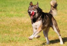 IMG_6637 Yukon.jpg