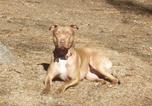 prettydog.jpg
