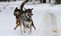 yukes and star running 01.jpg