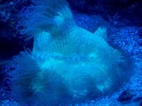 reef3.jpg