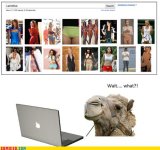 koma-comic-strip-hey-camels-cant-use-the-internets.jpeg