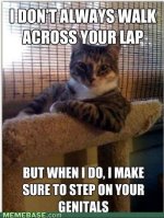 memes-the-most-interesting-cat-in-the-world.jpeg