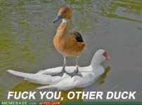 naughty-memes-the-duck-stops-here.jpeg