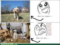 rage-comics-puppies-not-actually-that-great-irl.jpeg