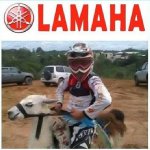 llamaha.jpg