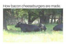 bacon-cheeseburgers.jpg