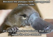 platypus.jpg