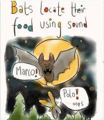 bat-food.jpg