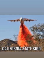 Ca state bird.jpg