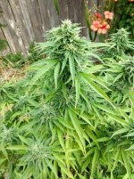 IMG_20200906_100922580_HDRa (1).jpg