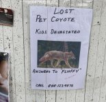 lostcoyote3.jpg