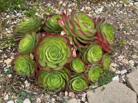 succulents 3.jpg