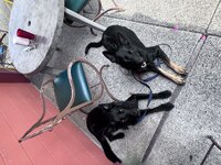 IMG_0635.jpeg