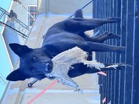 IMG_0712.jpeg