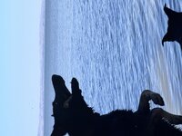 IMG_0731.jpeg