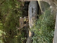 IMG_3740.jpeg