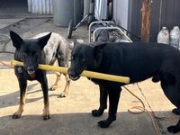 IMG_0962.jpeg