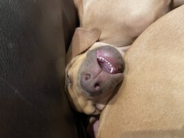 IMG_1196.jpeg