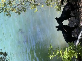 IMG_1447.jpeg