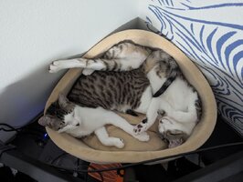 Naps.jpg