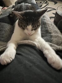 kato the  Sphinx..jpg