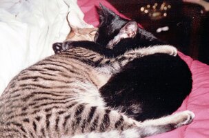 Cosmo and Koko.JPG