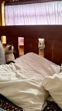 IMG_5255.jpeg