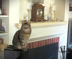 Loki on speaker June 2025.JPG