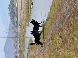 IMG_2718.jpeg
