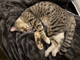 IMG_8678.jpeg