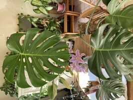 IMG_0717.jpeg
