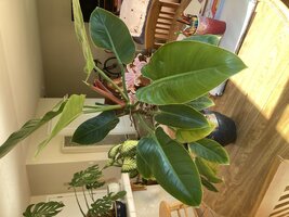 IMG_0716.jpeg