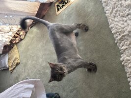 IMG_3622.jpeg