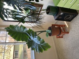 IMG_1393.jpeg