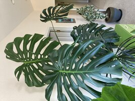 IMG_1394.jpeg