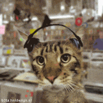 CatsinaC.gif