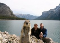 squirrel-crashes-photo-picture.jpg