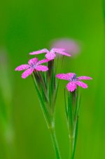 pink_wildflowers.jpg