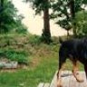 mojodog